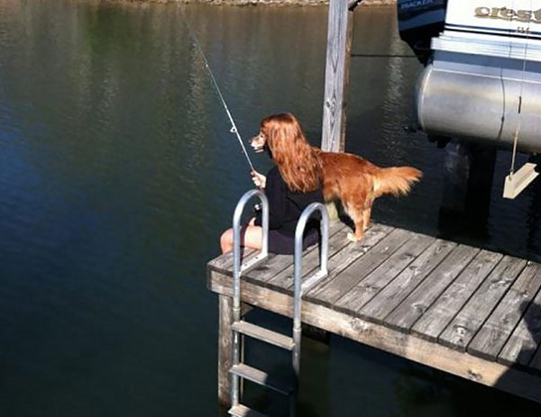 Long-haired dog fishing