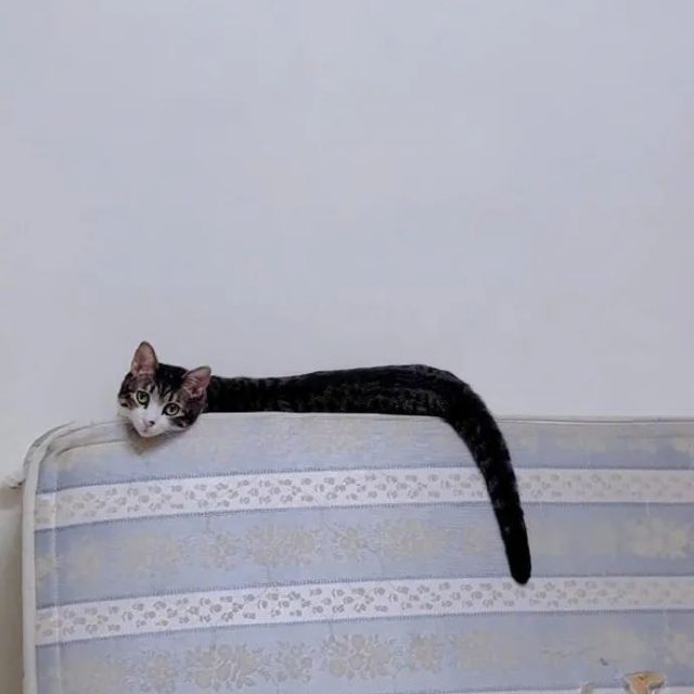 Snake cat
