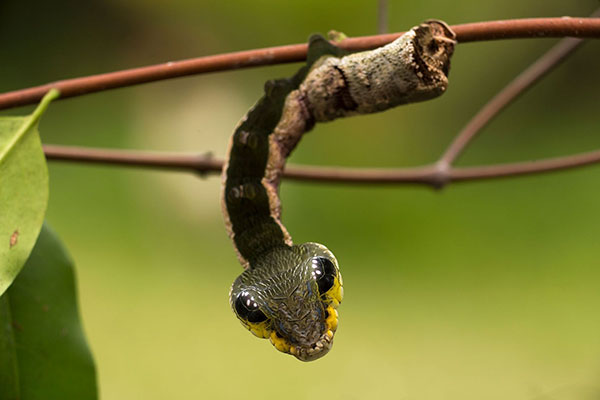 Mimicry is an evolutionary adaptation in which one species closely resembles another species