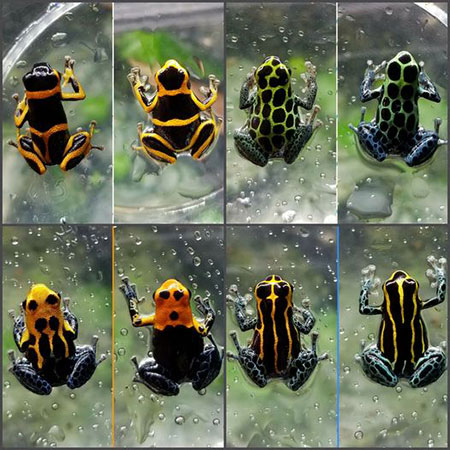 Ruffing's Ranitomeya's collection of frogs