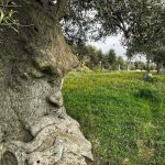 The pensive olive tree