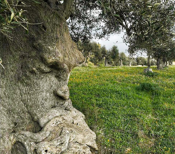 The pensive olive tree