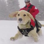 This patrol pup is a giant dog and can ride his owner around.