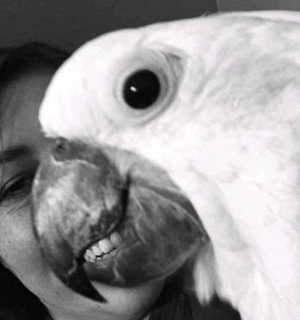 This bird has teeth.