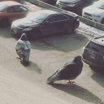 Pigeons looking for their car