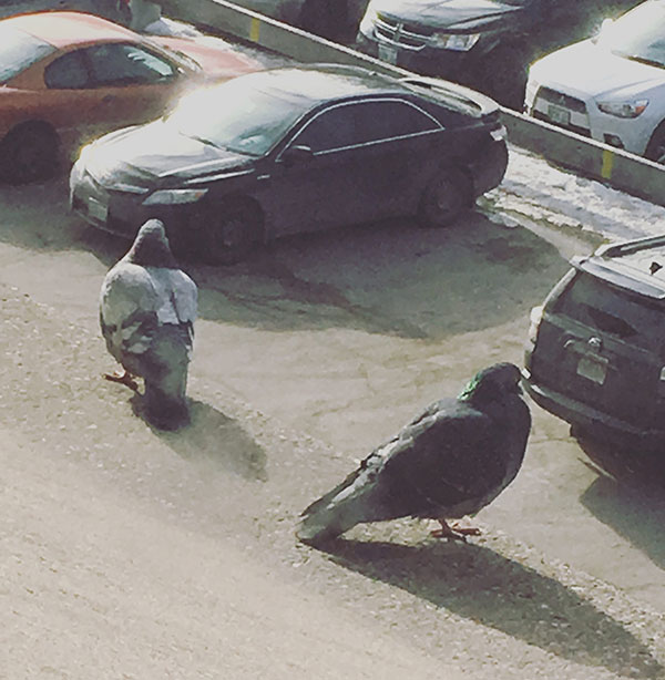 Pigeons looking for their car