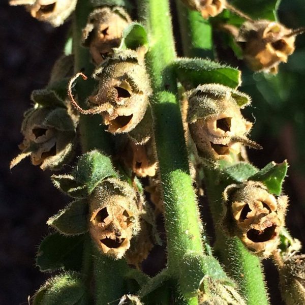 Snapdragon seed pods looking like pixy skulls