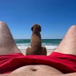 Poodle on the beach