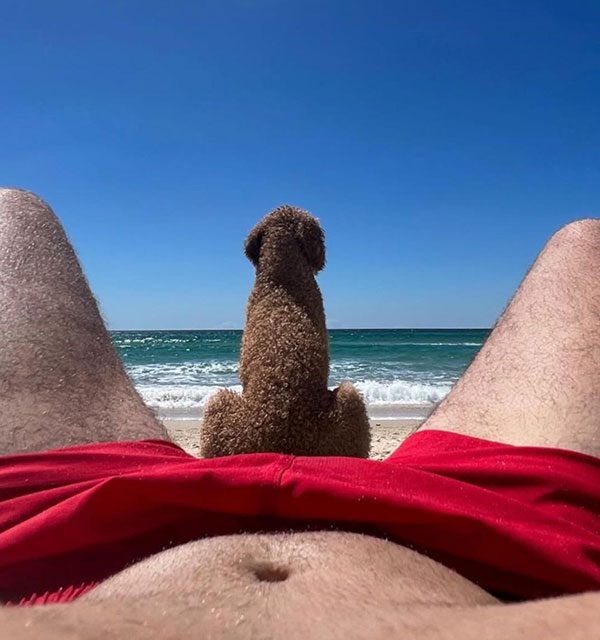 Poodle on the beach