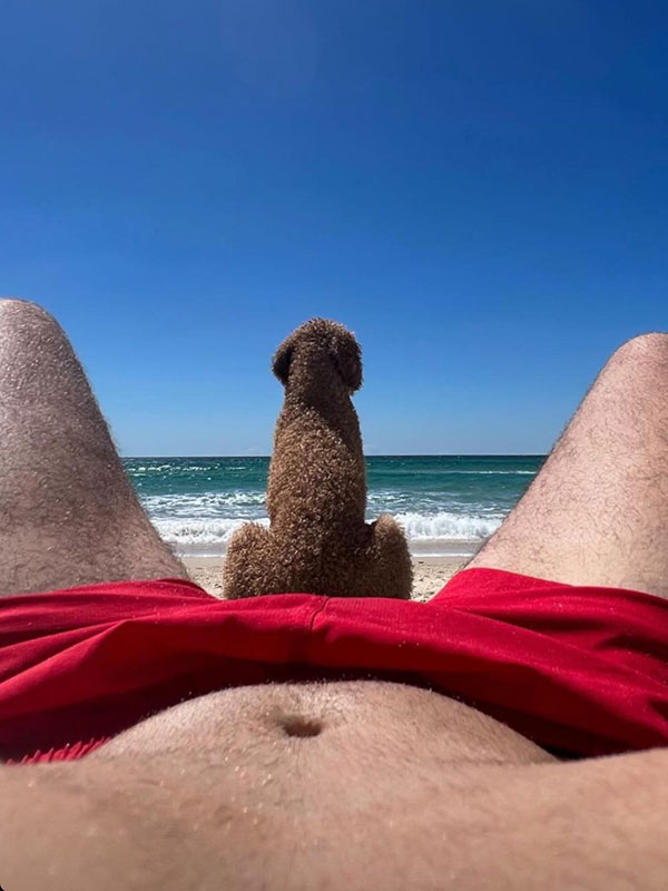 Poodle on the beach