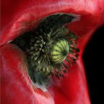 The eye of a cyber poppy