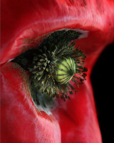 The eye of a cyber poppy