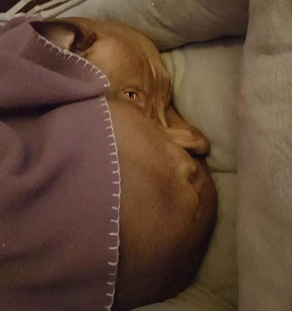 This cute puppy creates a really strange optical illusion. It looks like a giant puffy face with large cheeks and a pouted mouth. 