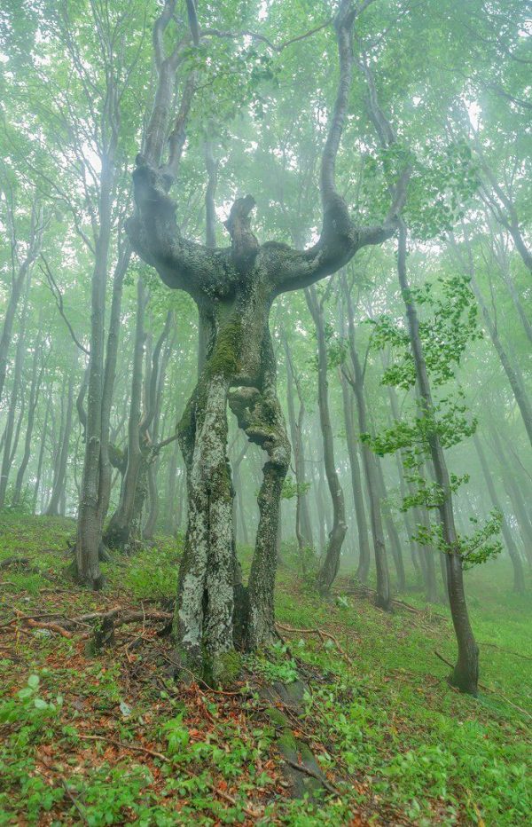 a giant in the forest or real life ent