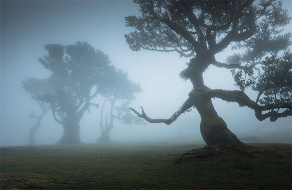 An Ent named Laurel