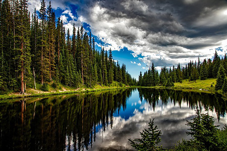Reflection of a pine forest on the surface of a lake.