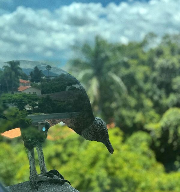 Reflective bird