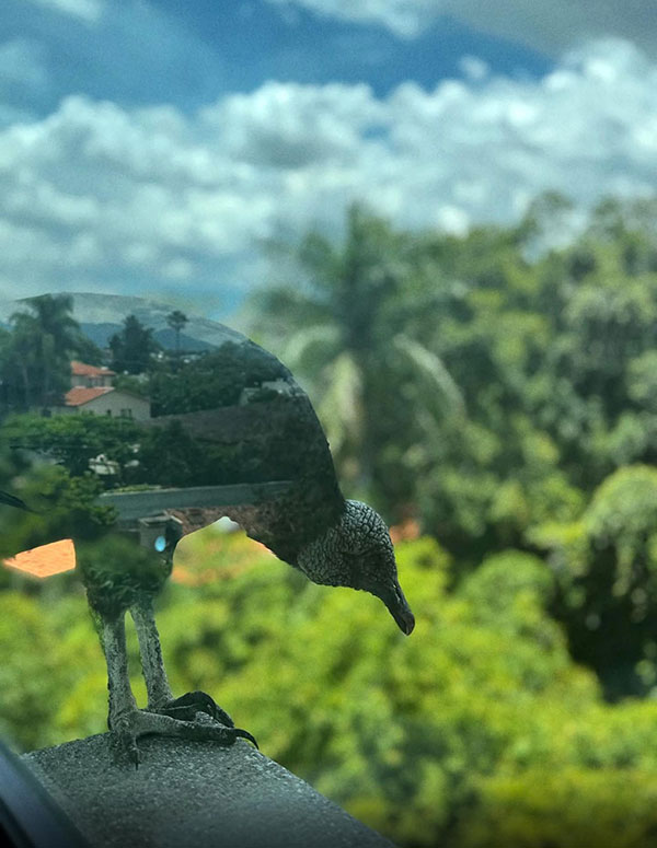 Reflective bird