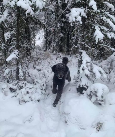 Trail runner in the snow
