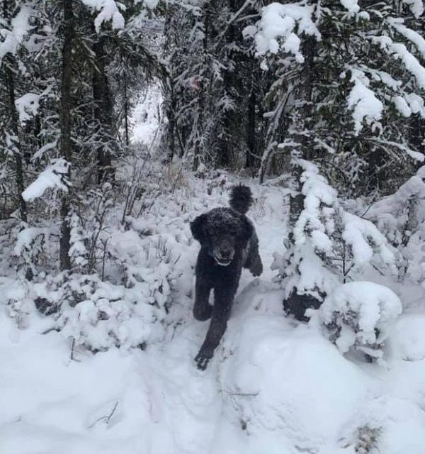 Trail runner in the snow