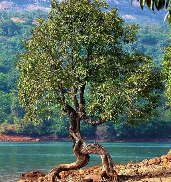 This mangrove tree is leaving the beach on tippy toes.
