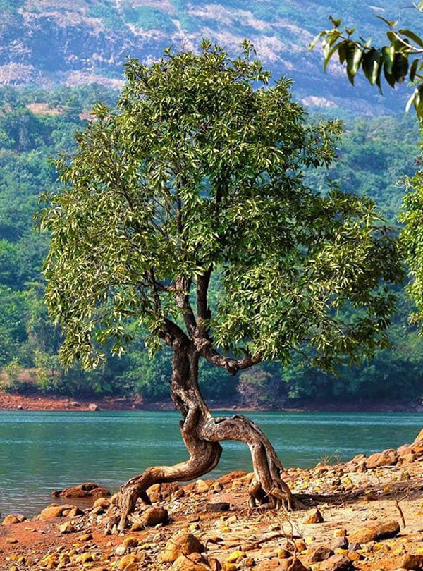 This mangrove tree is leaving the beach on tippy toes.