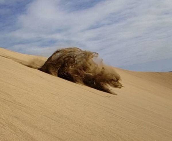 Sand bear