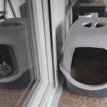 Schrödinger's Scat