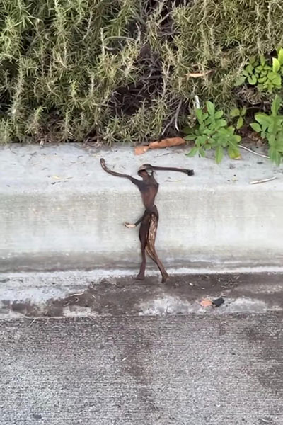 Tribesman of North Sentinel Island