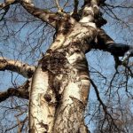 Sexy Birch Tree