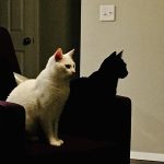 Black cat looks like a shadow