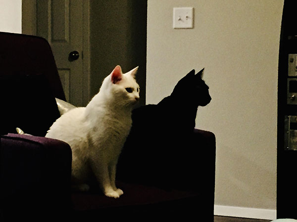 Black cat looks like a shadow