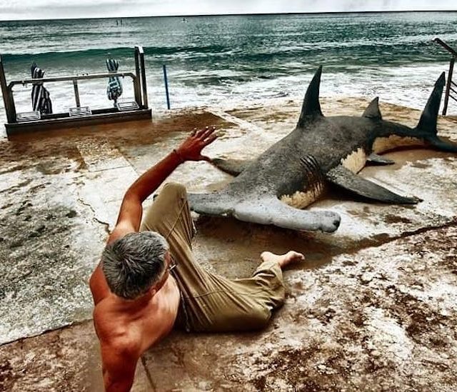 Shark Attack