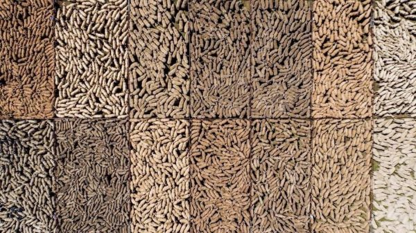 Shades of sheep in pens look like dried beans in this drone photo.