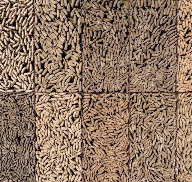 Shades of sheep in pens look like dried beans in this drone photo.