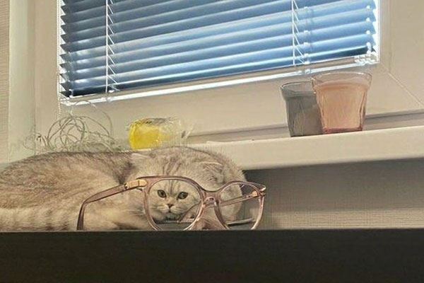 cat face refraction