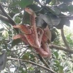 Knot of snakes illusion by the atticus atlas moth.