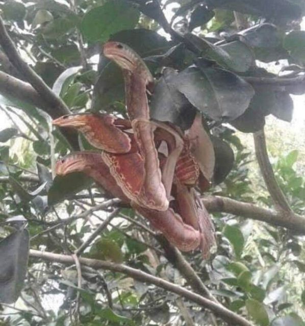 Knot of snakes illusion by the atticus atlas moth.