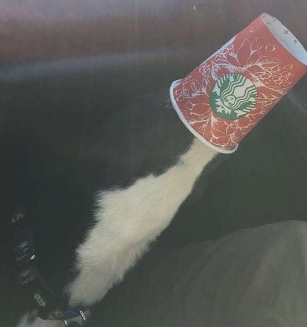 milk splashing or dog with head in cup