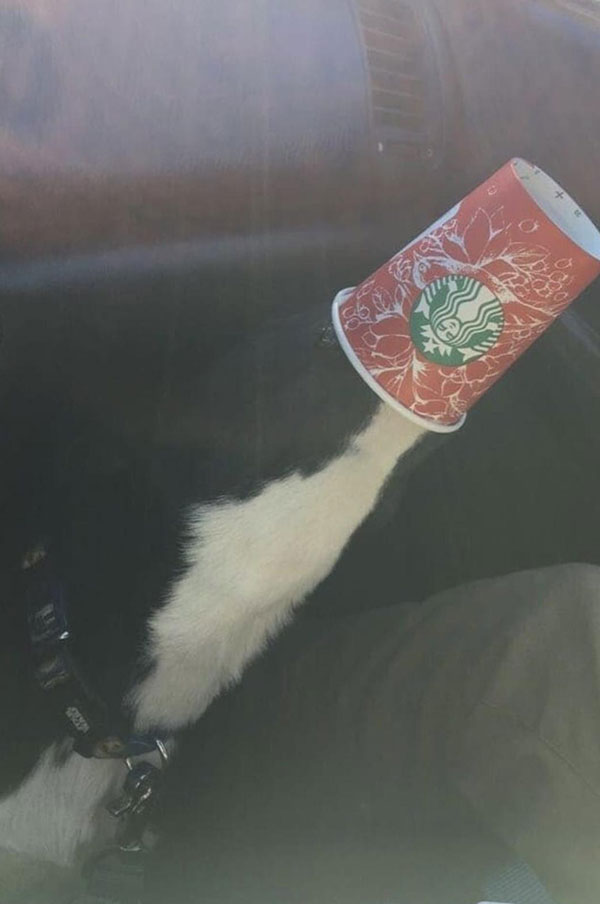 milk splashing or dog with head in cup