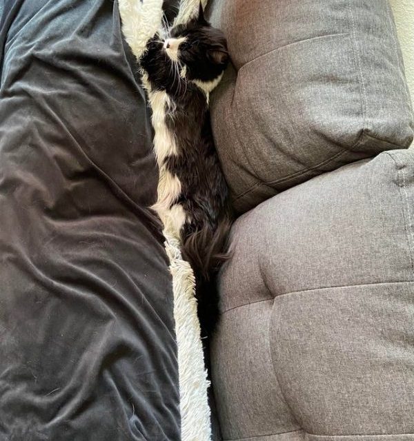 Long cat