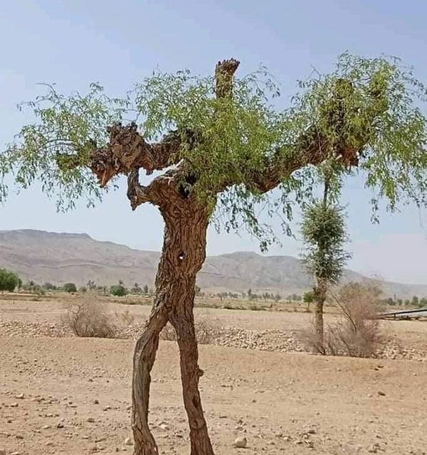 tree search for water