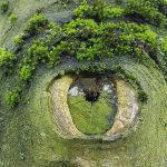 tree eye