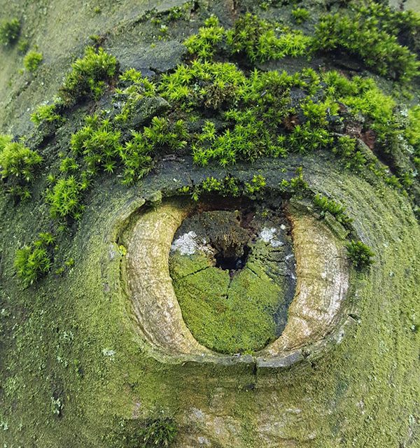 tree eye
