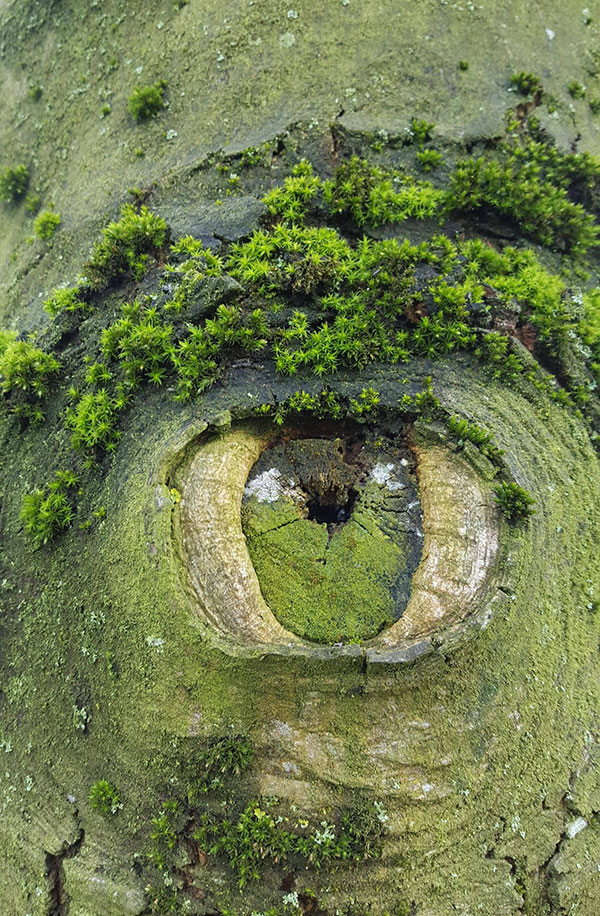 tree eye