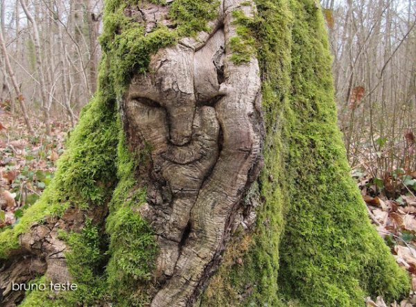 mysterious tree pareidolia