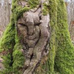 mysterious tree pareidolia