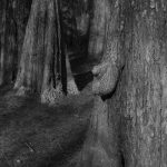 Male tree illusion penis