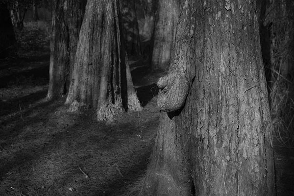 Male tree illusion penis