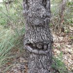 Funny tree with a face